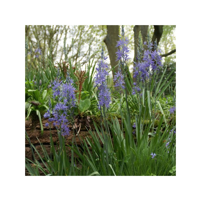 Camassia leichtlinii 'Caerulea'