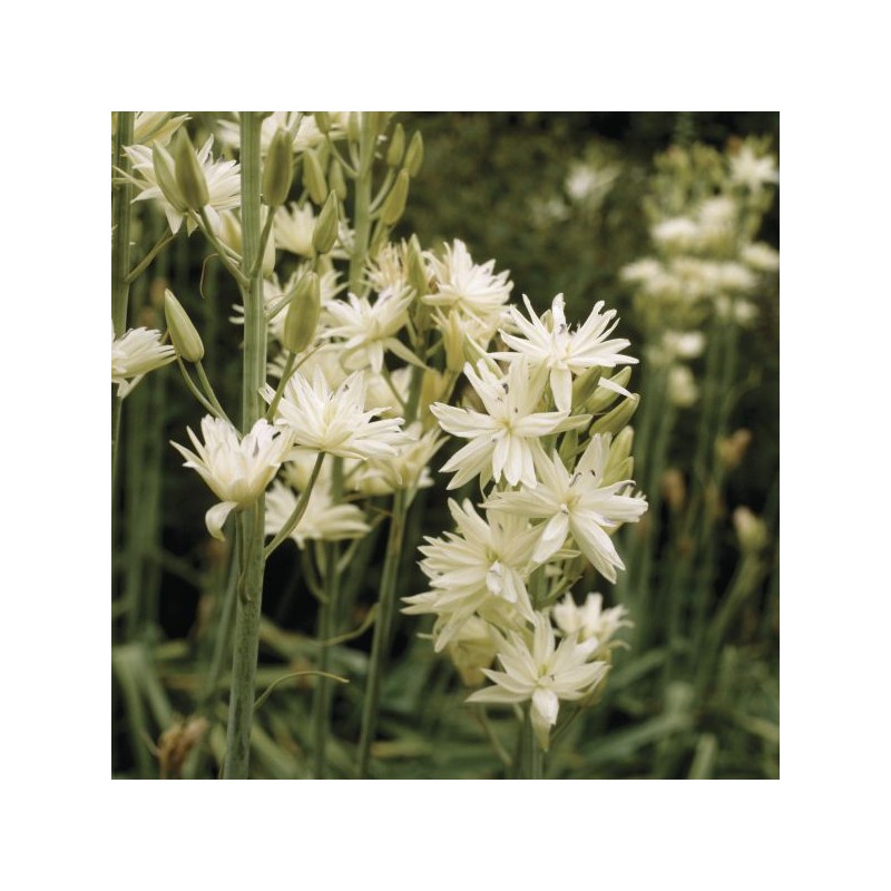 Camassia leichtlinii 'Semiplena'