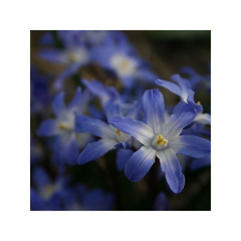 Chionodoxa forbesii 'Blue Giant'