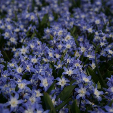 Chionodoxa forbesii 'Blue Giant'