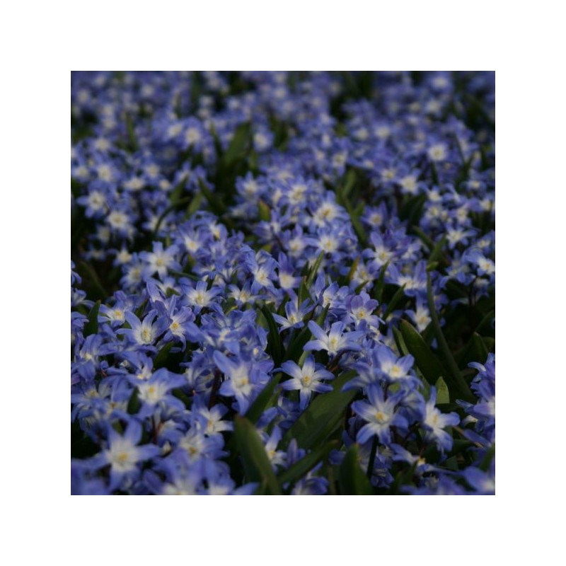 Chionodoxa forbesii 'Blue Giant'