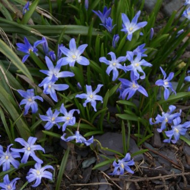 Chionodoxa forbesii 'Blue Giant'
