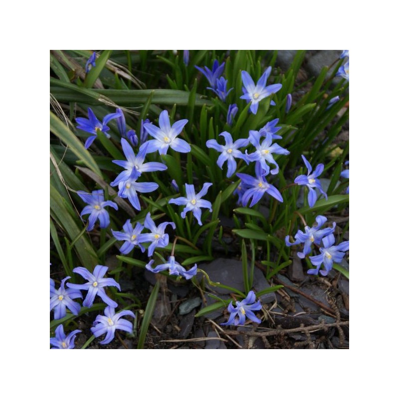 Chionodoxa forbesii 'Blue Giant'