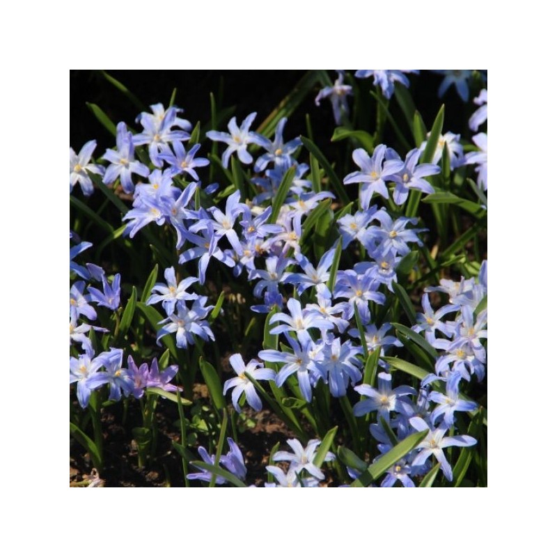 Chionodoxa luciliae