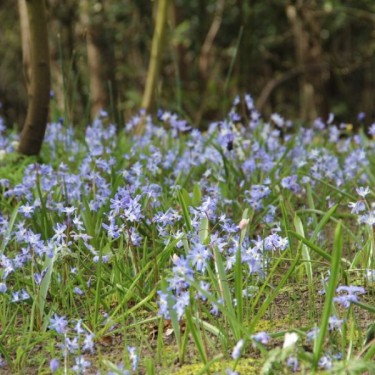 Chionodoxa luciliae