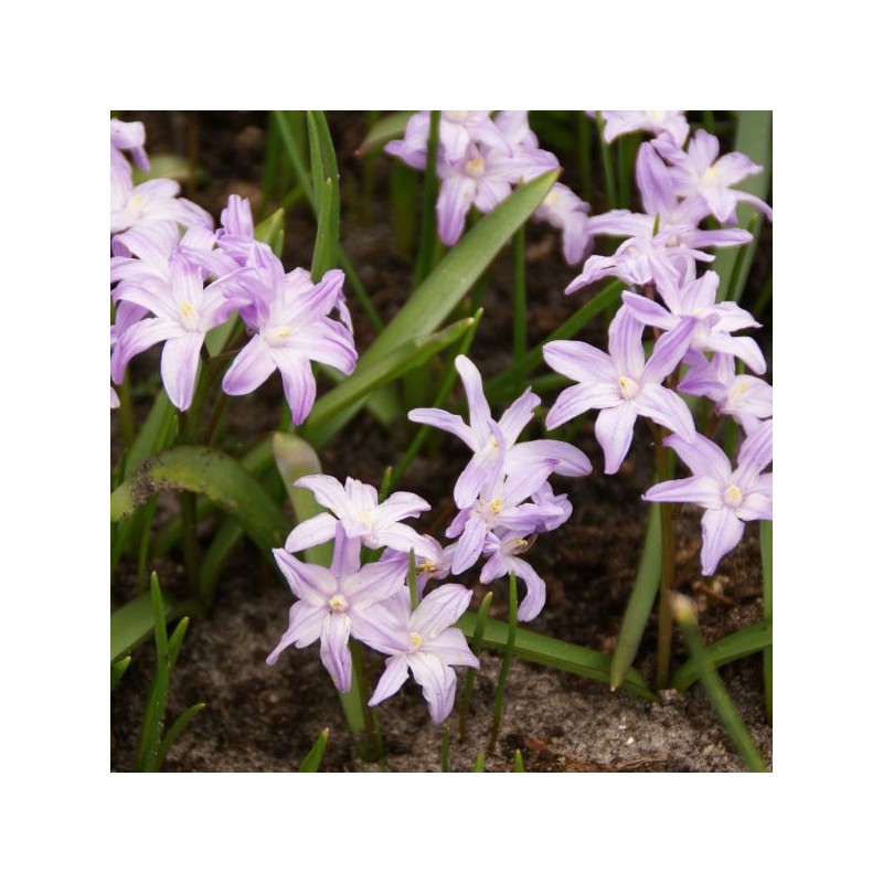 Chionodoxa forbesii 'Pink Giant'
