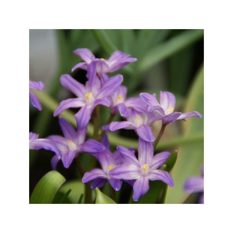 Chionodoxa luciliae 'Violet Beauty'