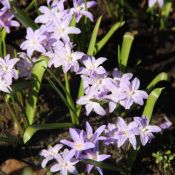 Chionodoxa luciliae 'Violet Beauty'