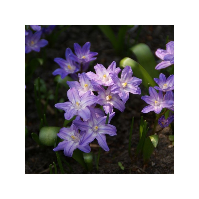 Chionodoxa luciliae 'Violet Beauty'