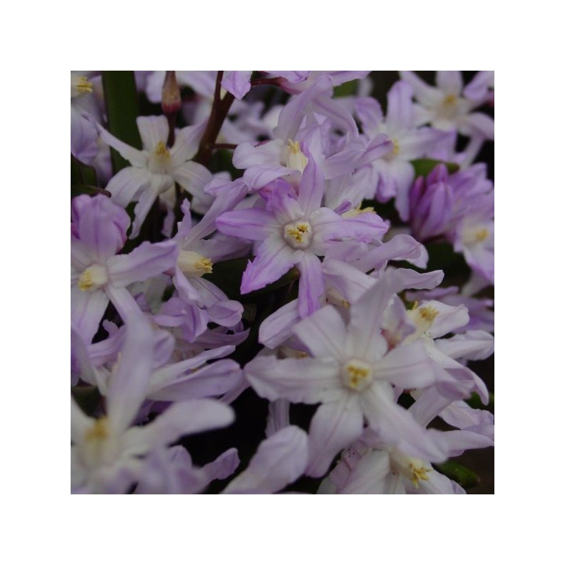 Chionodoxa forbesii 'Pink Giant'