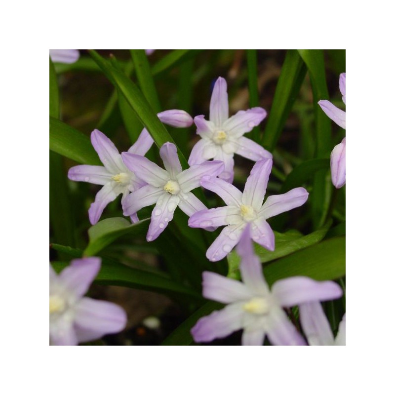 Chionodoxa forbesii 'Pink Giant'