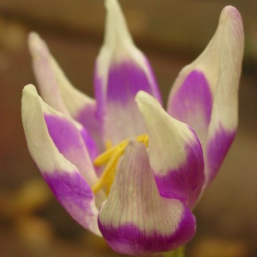 Colchicum 'Harlekijn'
