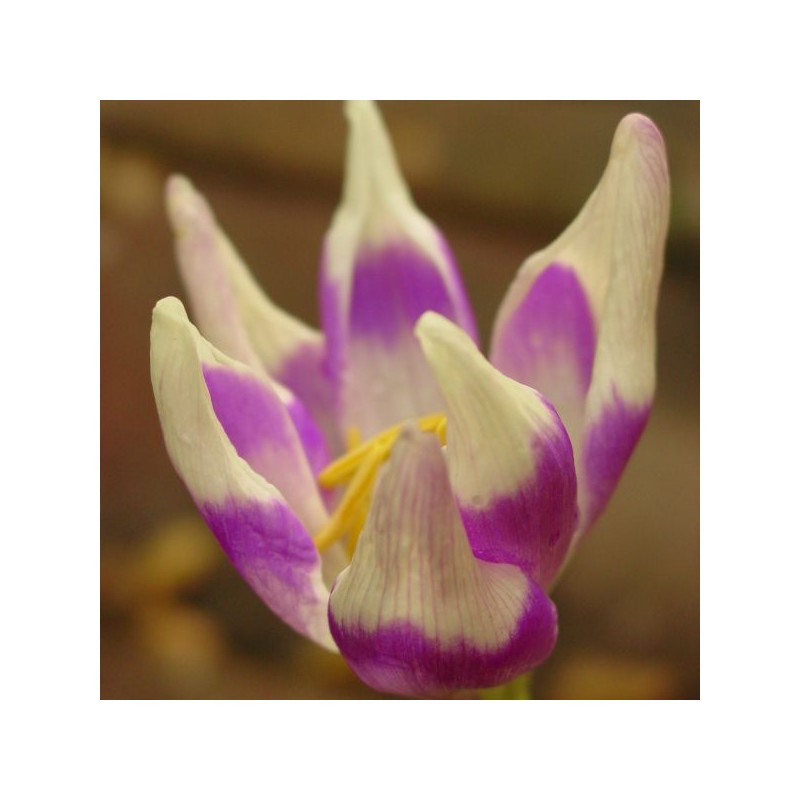 Colchicum 'Harlekijn'