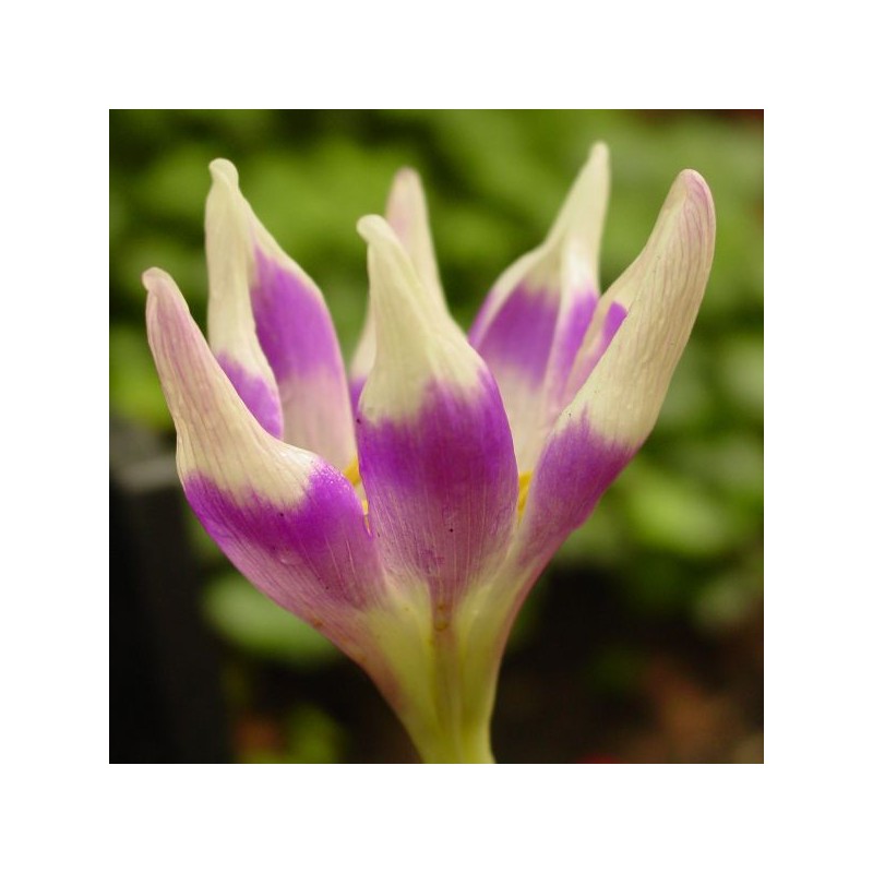 Colchicum 'Harlekijn'
