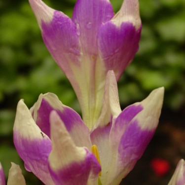 Colchicum 'Harlekijn'