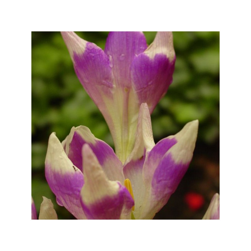 Colchicum 'Harlekijn'