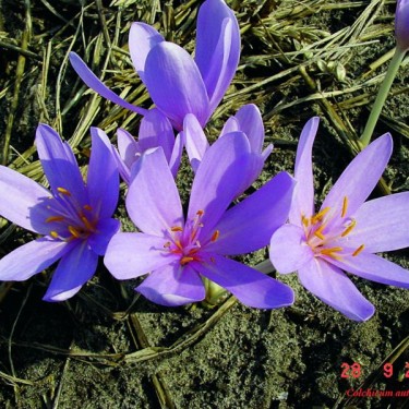 Colchicum autumnale
