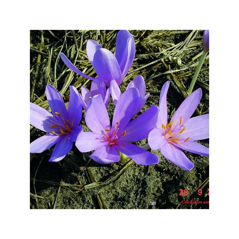 Colchicum autumnale