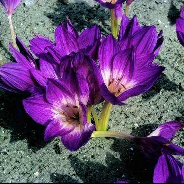Colchicum bivonae 'Apollo'