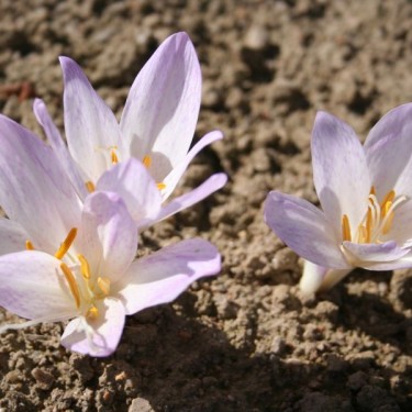 Colchicum davisii
