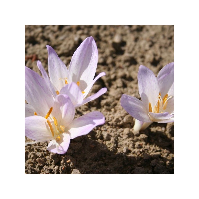 Colchicum davisii