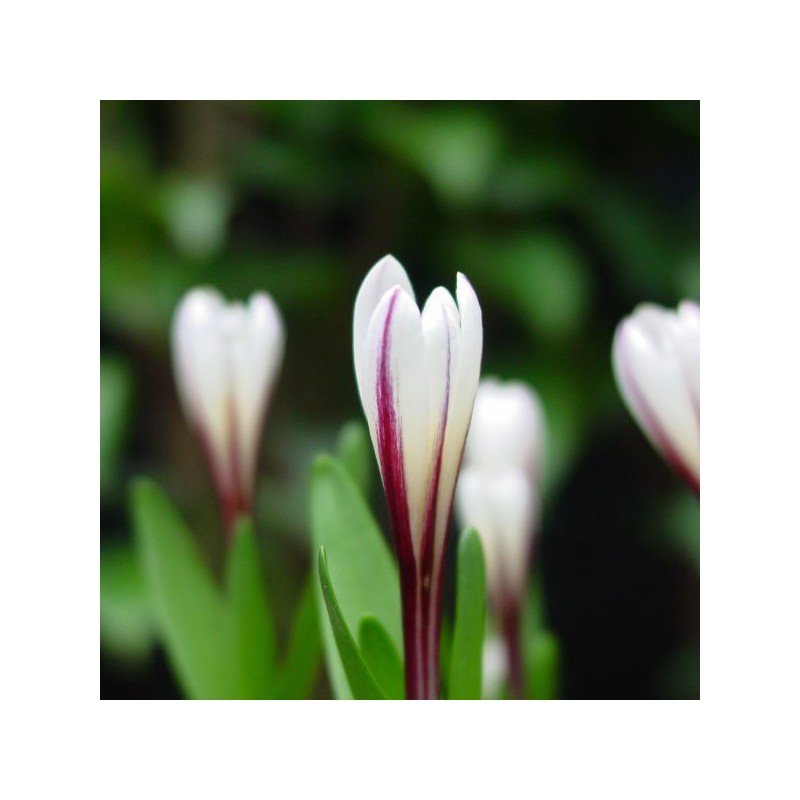 Colchicum kesselringii
