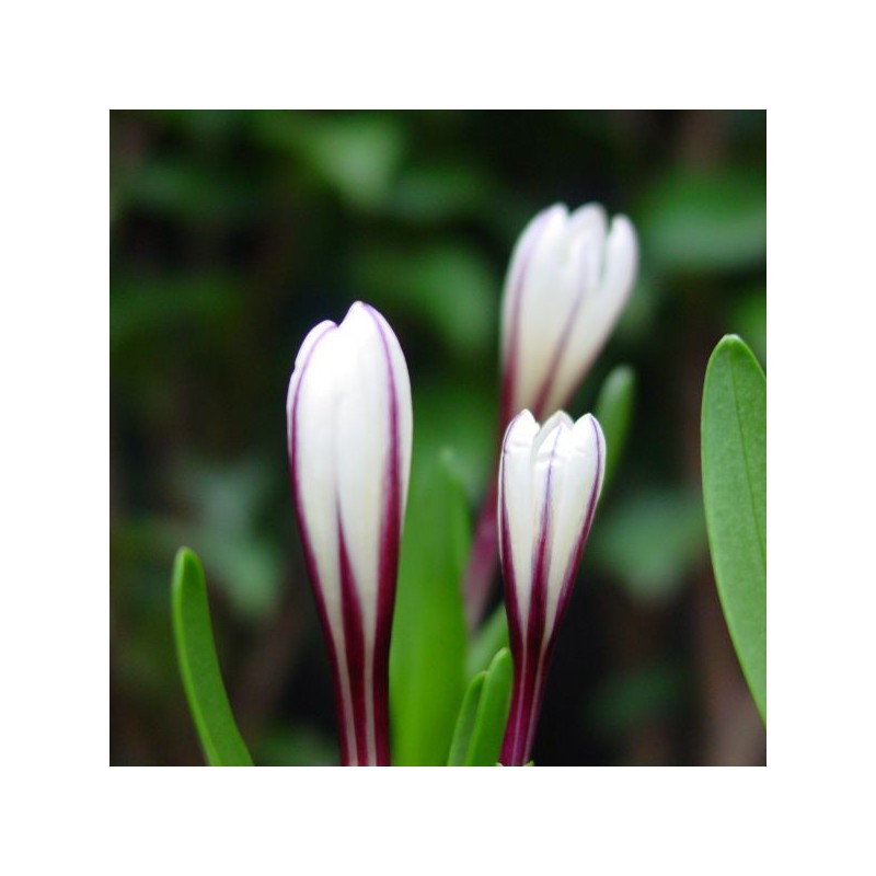 Colchicum kesselringii