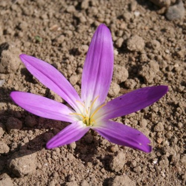 Colchicum montanum