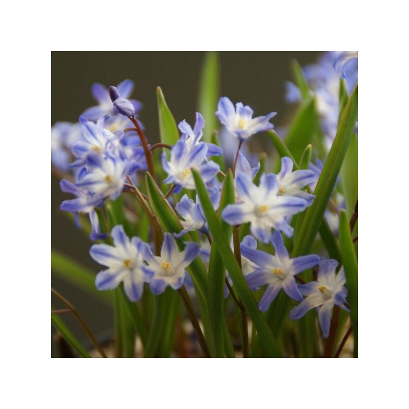 Chionodoxa siehei