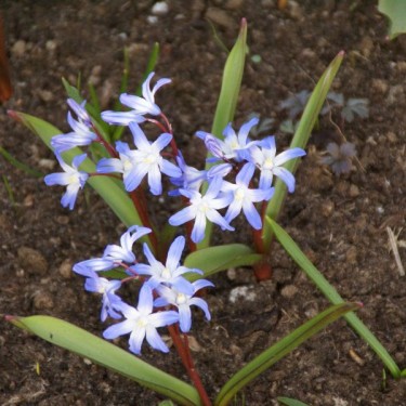 Chionodoxa siehei