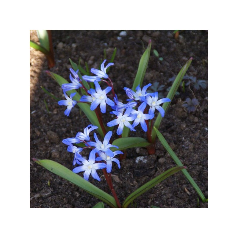 Chionodoxa siehei