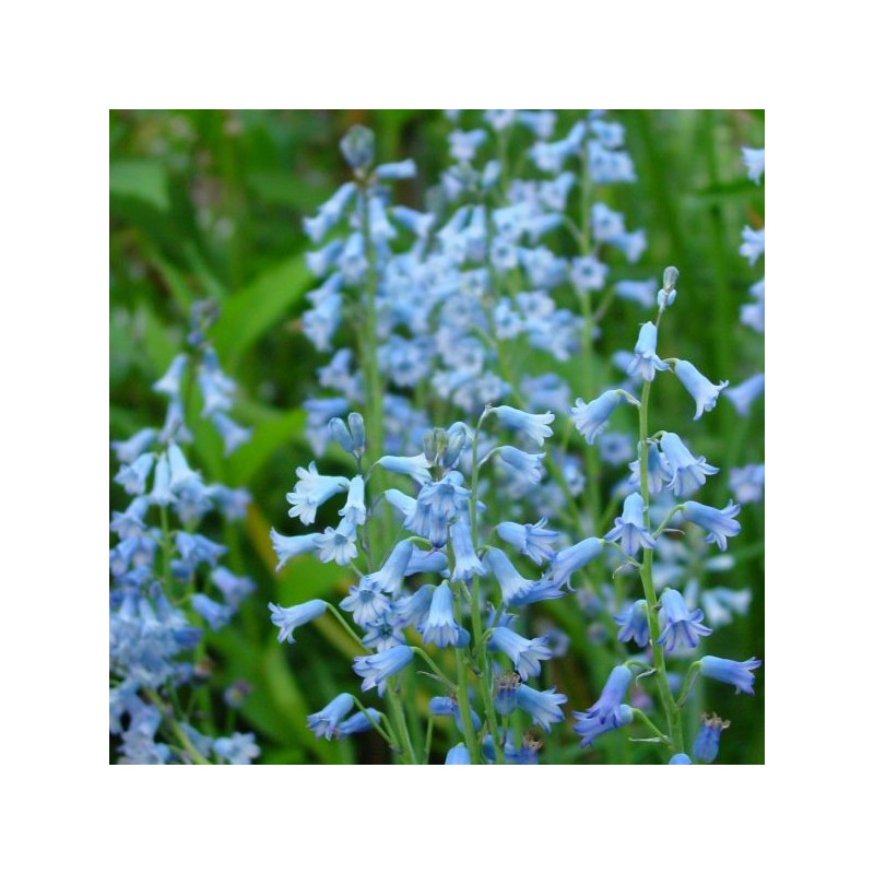 Brimeura amethystina