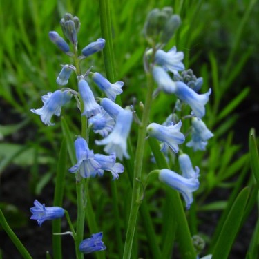 Brimeura amethystina