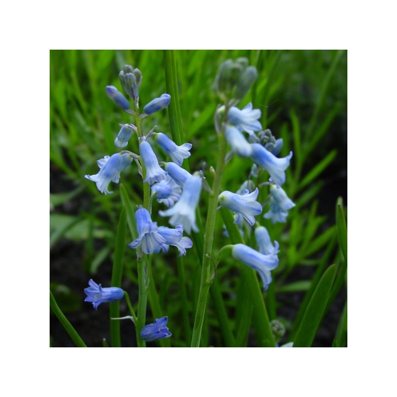 Brimeura amethystina