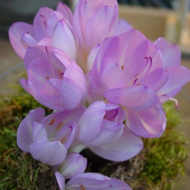 Colchicum byzantinum