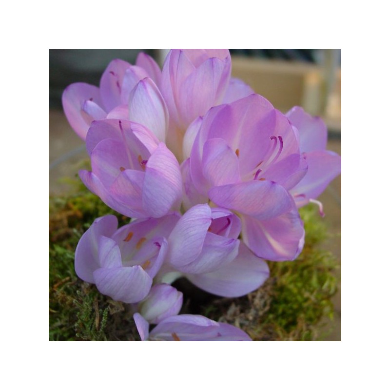 Colchicum byzantinum