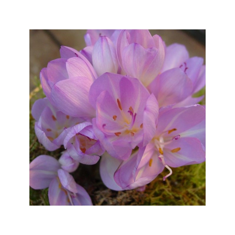Colchicum byzantinum