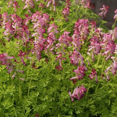 Corydalis buschii