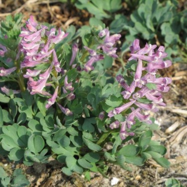 Corydalis caucasica
