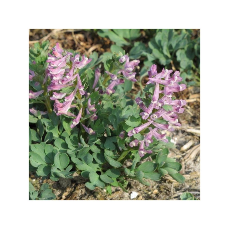 Corydalis caucasica
