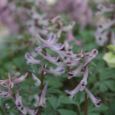 Corydalis integra 