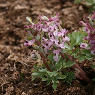 Corydalis integra 