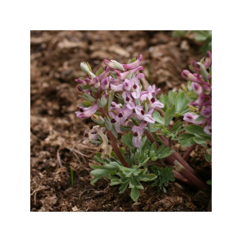 Corydalis integra 