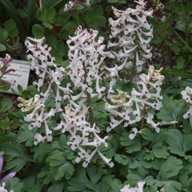Corydalis integra 