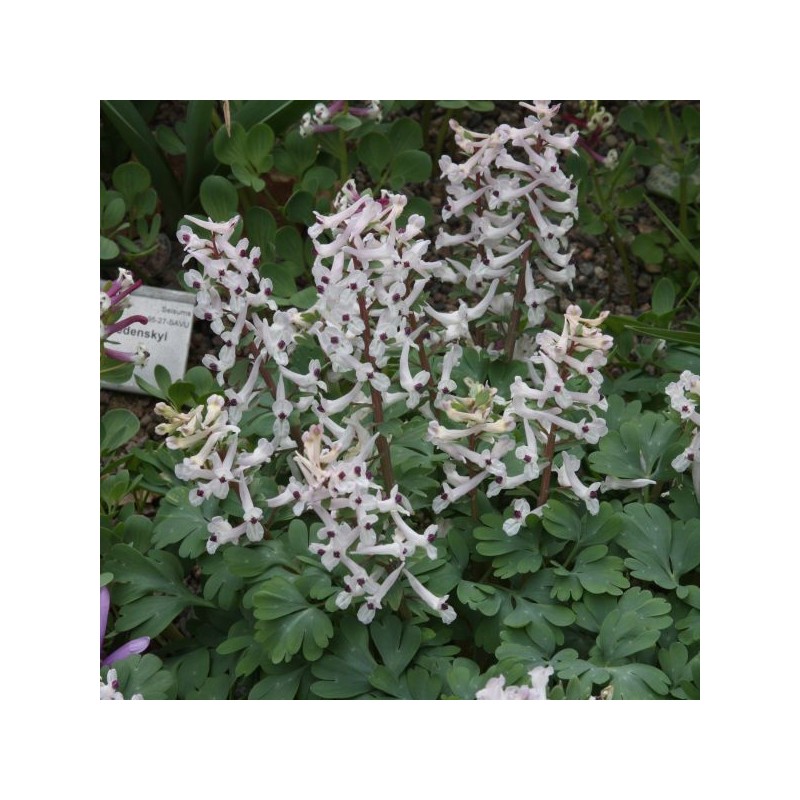 Corydalis integra 