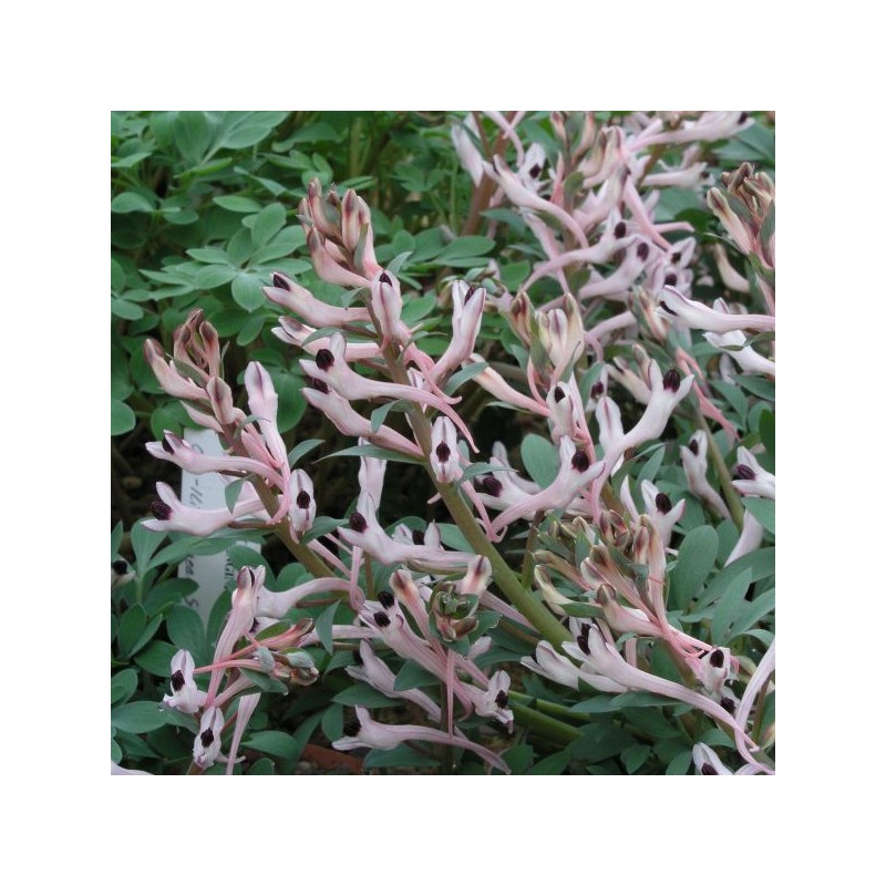 Corydalis schanginii subsp. schanginii