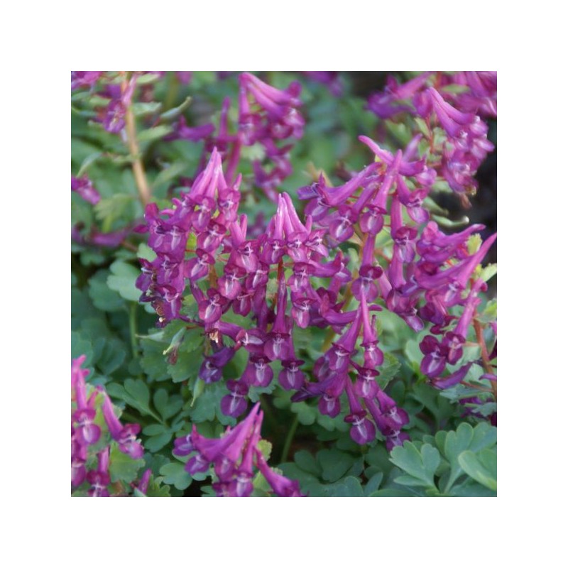 Corydalis solida 'Purple Bird'