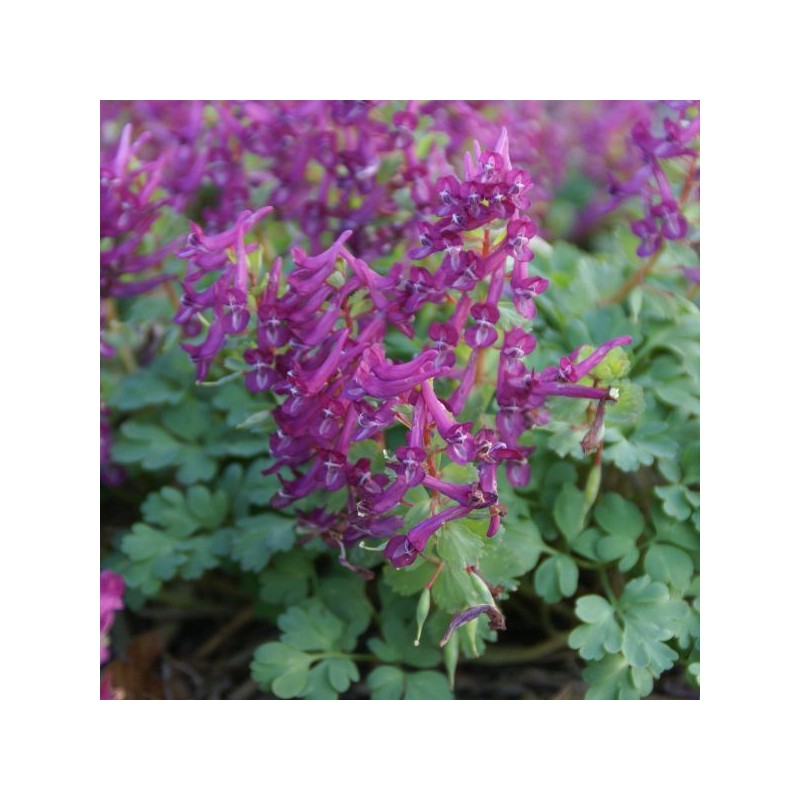 Corydalis solida 'Purple Bird'