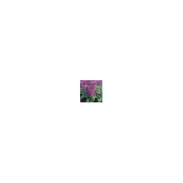 Corydalis solida 'Purple Bird'