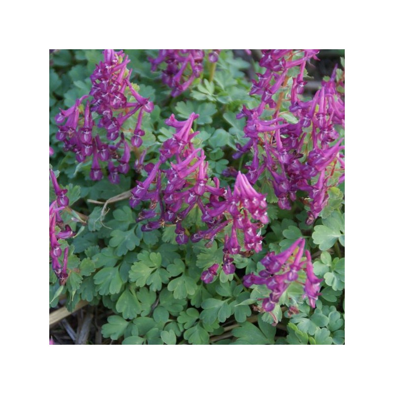Corydalis solida 'Purple Bird'